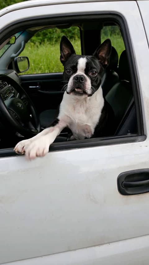 Private Property Trend - Pick a character. It rants out of the white pickup truck's window in the viral "this is private property" meme, every gesture and head turn, by the lake or a place you pick.