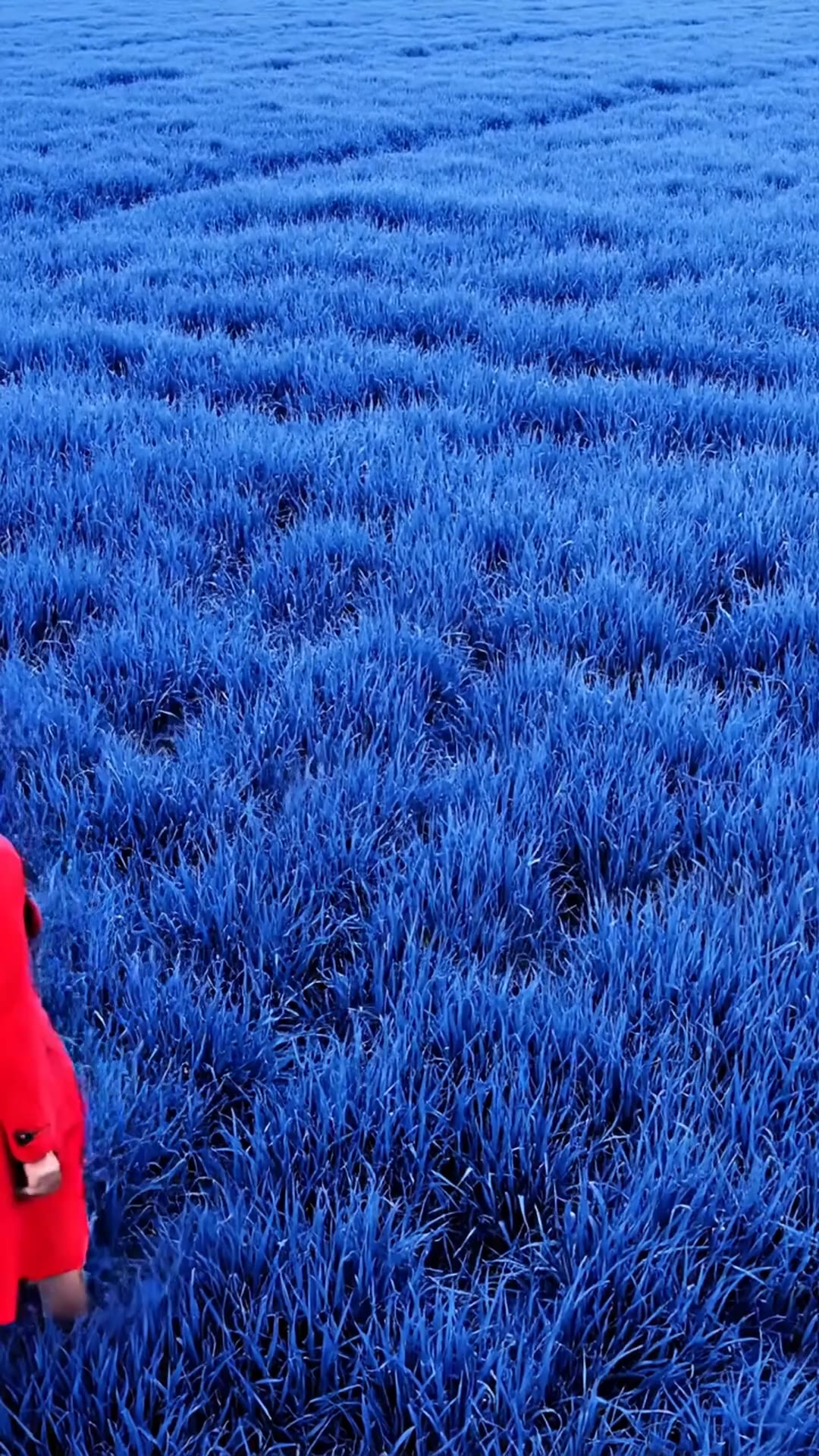 AI generated video: A woman in a red trench coat walks across a vast, knee-length field of blue grass, filling the entire screen. Long black hair, pale skin. An extreme long shot, the camera looking down from above. It feels like an illustration. Realistic. Minimalist. Intense. Uncanny.