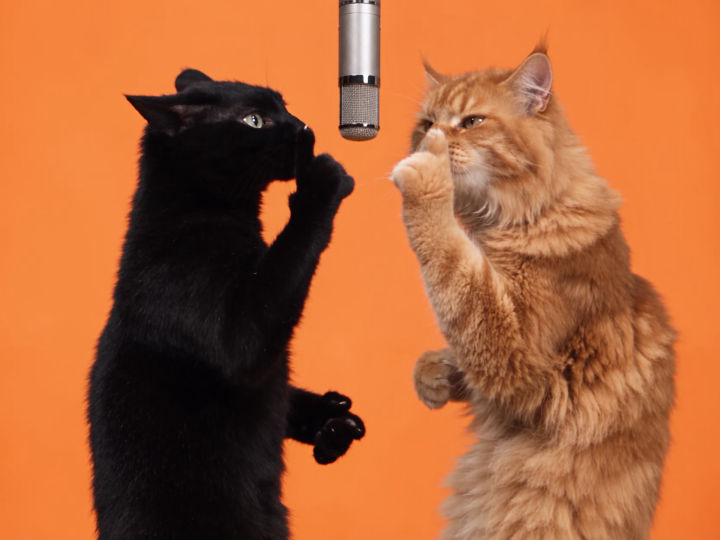 The best duo for this trend 😸🔥
#catsoftiktok #hotellobby #aiviral #catlover